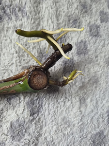 Monstera Thai Constellation lill taim variegata (3 foto / 3)