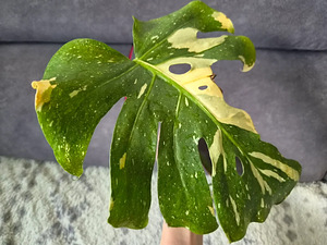 Monstera Thai Constellation lill taim variegata (2 foto / 3)