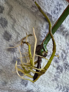 Monstera Thai Constellation lill taim variegata (3 foto / 3)