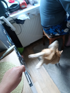 Otsin tööd. Mul on B-kategooria juhiload. (1 foto / 1)