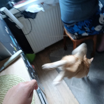 Otsin tööd. Mul on B-kategooria juhiload.