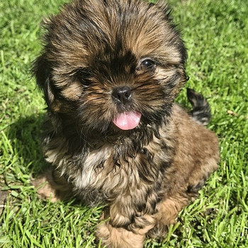 Tīršķirnes Shih Tzu kucēni