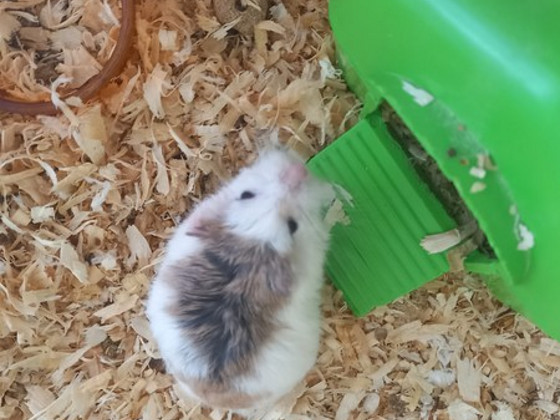Hamsteri tüdruk
