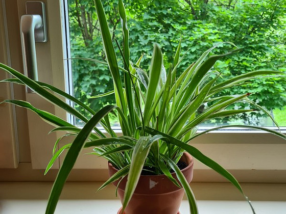 Tups-rohtliilia (Chlorophytum comosum) / Xлорофитум хохлатый