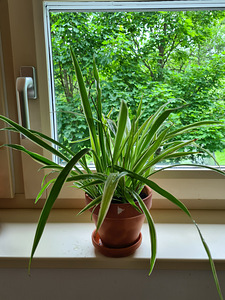 Tups-rohtliilia (Chlorophytum comosum) / Xлорофитум хохлатый (1 фото из 1)