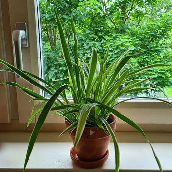 Tups-rohtliilia (Chlorophytum comosum) / Hlorofitum hохlatiy