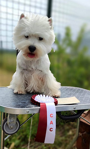 West highland white terrier (3 фото из 4)