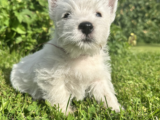West highland white terrier