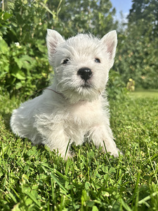 West highland white terrier (1 фото из 4)