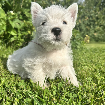 West highland white terrier