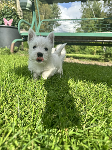 West highland white terrier (2 фото из 4)