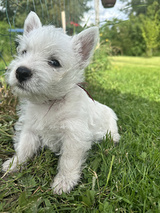 West highland white terrier (4 фото из 4)
