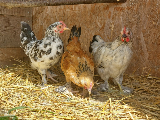 Bentamka tõugu tibud