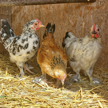 Bentamka tõugu tibud