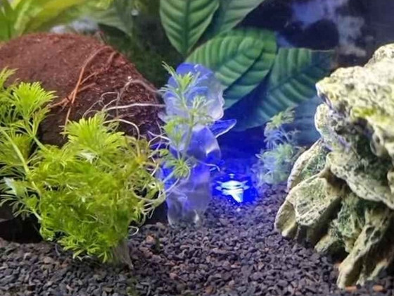 LED-лампа на присоске для аквариума / декора