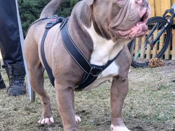 Vanhaenglanninbulldoggi pentuja