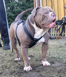 Vanhaenglanninbulldoggi pentuja (1 valokuva sivusta 7)