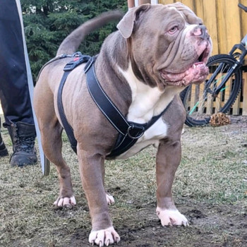 Vanhaenglanninbulldoggi pentuja