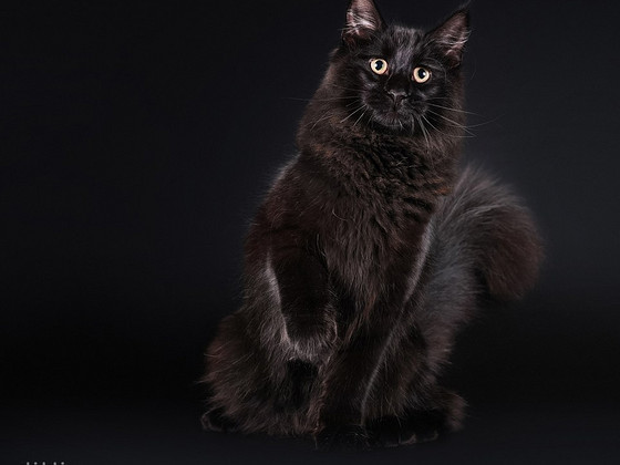 Норвежская лесная кошка