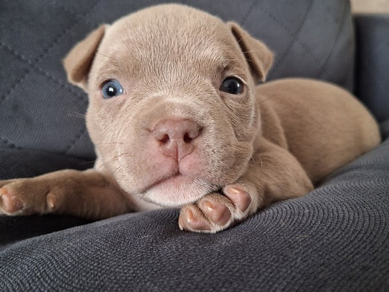 American bully pocket