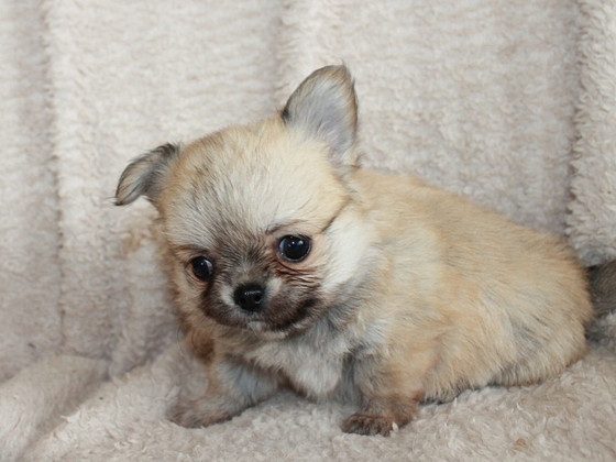 Chihuahua