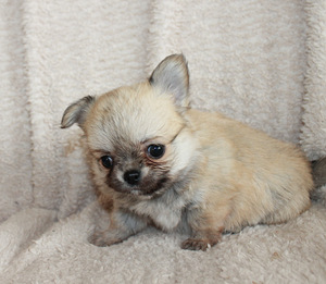 Chihuahua (1 foto no 3)
