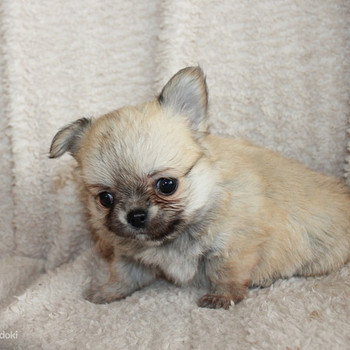 Чихуахуа
