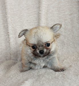 Chihuahua (2 foto no 3)