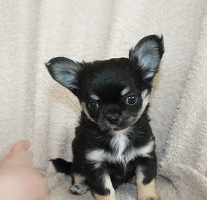 Chihuahua (3 foto no 3)