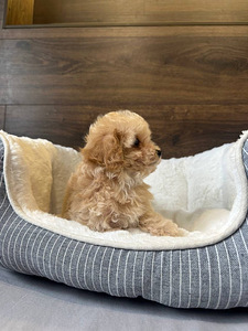 Müüa Maltipoo kutsikas (1 foto / 6)