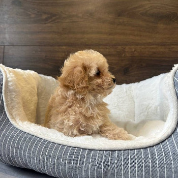 Müüa Maltipoo kutsikas