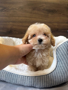 Müüa Maltipoo kutsikas (2 foto / 6)
