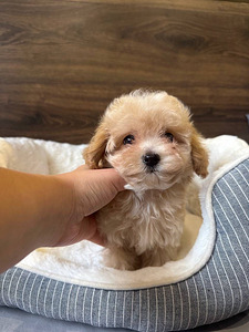 Müüa Maltipoo kutsikas (3 foto / 6)
