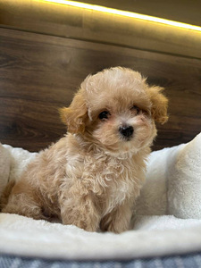 Müüa Maltipoo kutsikas (4 foto / 6)