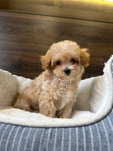Müüa Maltipoo kutsikas (5 foto / 6)