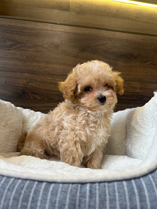 Müüa Maltipoo kutsikas (6 foto / 6)