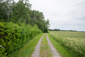 Noole tee, Kajamaa, Saku vald, Harjumaa (12 фото из 12)