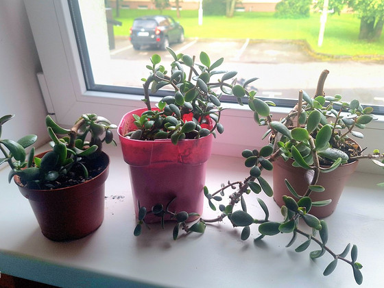 Денежное дерево (Crassula)