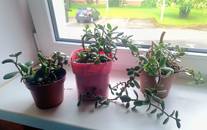 Денежное дерево (Crassula) (1 фото из 2)