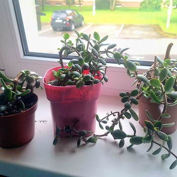 Денежное дерево (Crassula)