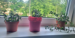 Денежное дерево (Crassula) (2 фото из 2)