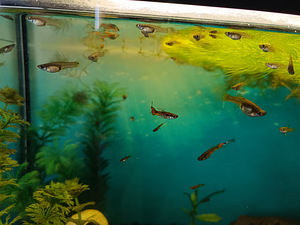 Müüa Guppy kalad (1 foto / 1)