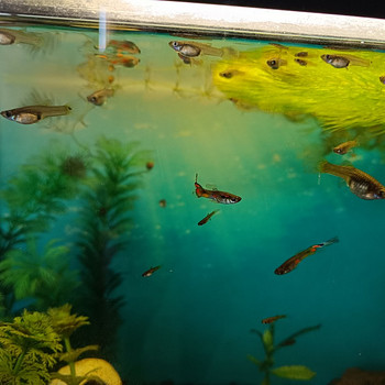 Müüa Guppy kalad