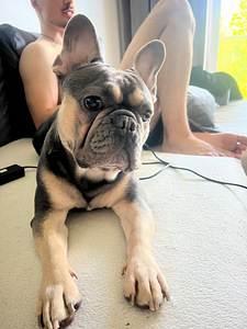 Prantsuse buldog • Lilla värvus • Kogenud isane GUCCI (1 foto / 2)