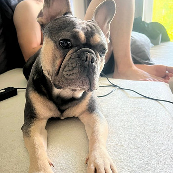 Prantsuse buldog • Lilla värvus • Kogenud isane GUCCI