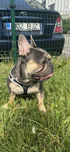 Prantsuse buldog • Lilla värvus • Kogenud isane GUCCI (2 foto / 2)