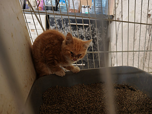 Котята (2 фото из 3)