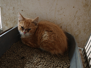 Котята (3 фото из 3)