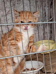 Котята (1 фото из 3)