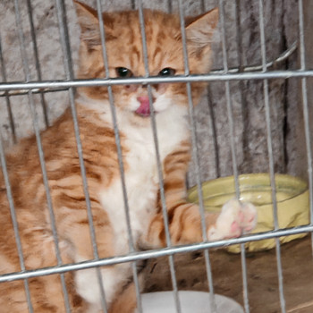 Котята